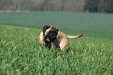 BULLMASTIFF 538